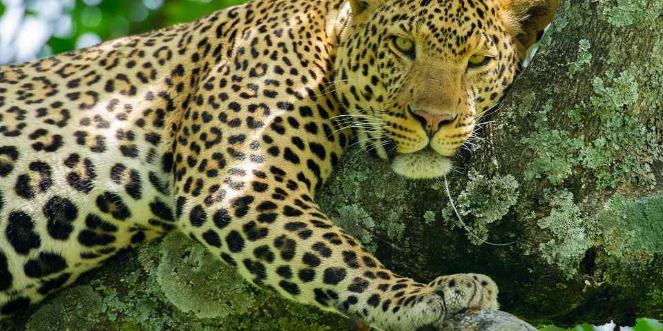 2-Day Tanzania Luxury Fly-in Safari