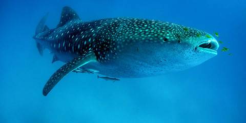 1-Day Whale Shark Swimming at Mafia Island from Zanzibar