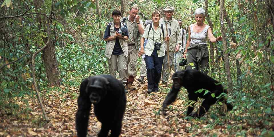4-Day Mahale Mountains Budget Chimpanzee Trekking Safari