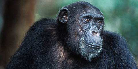 4-Day Lake Manyara, Serengeti, Ngorongoro Camping