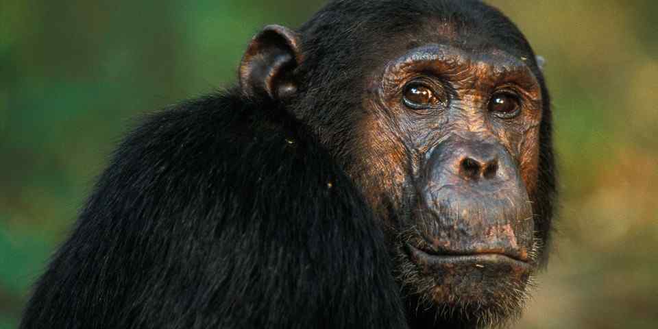 4-Day Chimpazee Trekking Gombe Steam