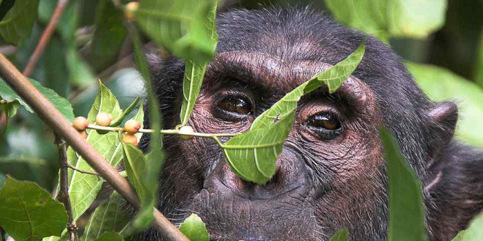 4-Day Gombe Jane Goodall Chimpanzee Trekking