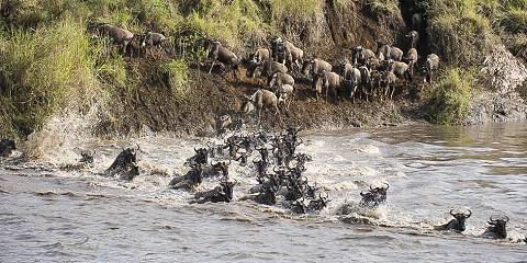 6-Day Wonderful Great Wildebeest Safari Experience