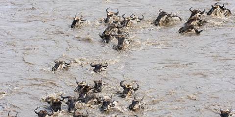 10-Day Serengeti Wildebeest Migration Across Mara River