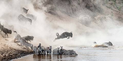 Masai Mara Wildebeest Migration Safari - 2024