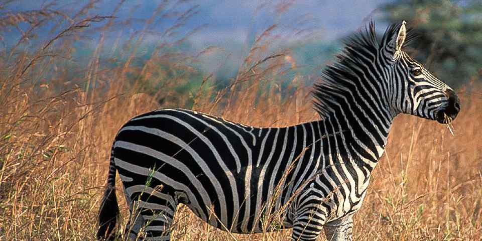 5-Day Best Adventure in Tanzania ( Lodge & Tented Camps)