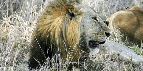 11-Day Mara Nakuru Amboseli Serengeti Ngorongoro Nairobi