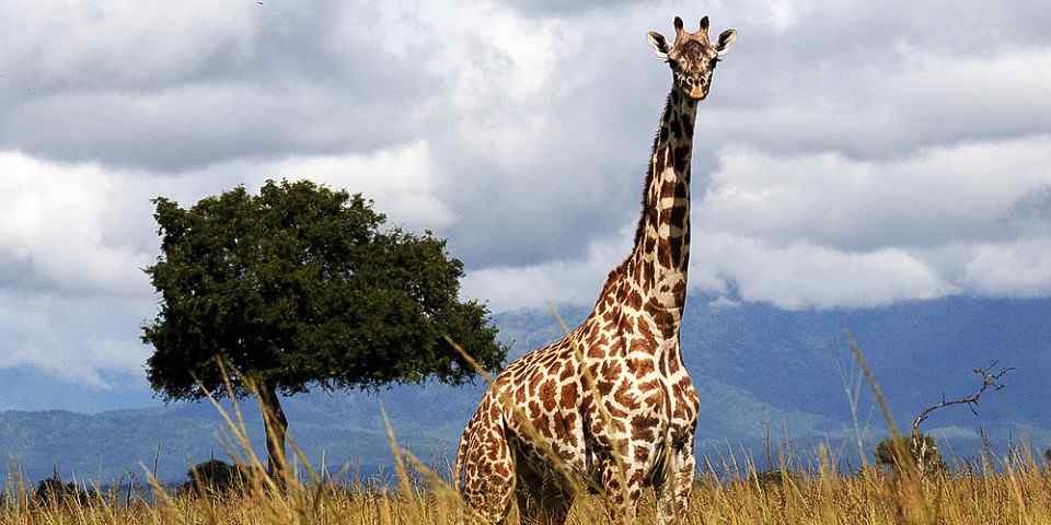 10-Day Bush to Beach Safari Holidays