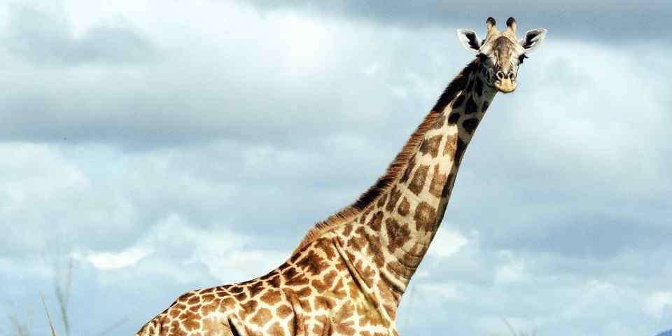 3-Day Mikumi Safari, Maasai Experience & Uluguru Hiking