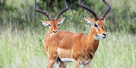 tanzania luxury safari