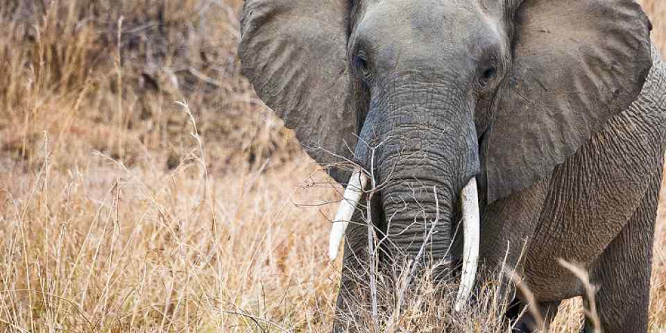 2-Day Tarangire and Manyara National Park Group Safari