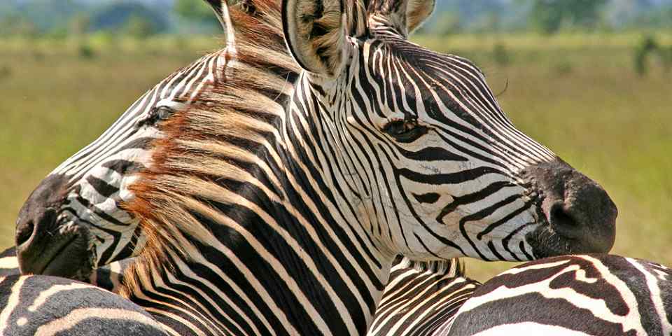 4-Day Tanzania Express Safari-Luxury