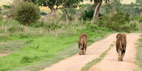 1-Day Safari to Mikumi by Train from Dar Es Salaam