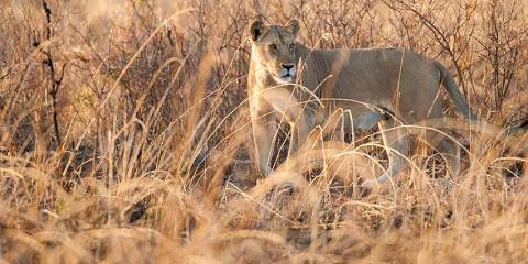 3-Day Mikumi N P and Maasai Village Tour from Zanzibar