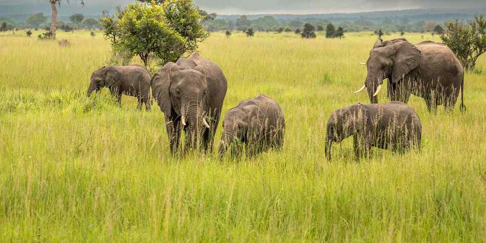2-Day Mikumi Wildlife Safari & Bagamoyo Historical Site