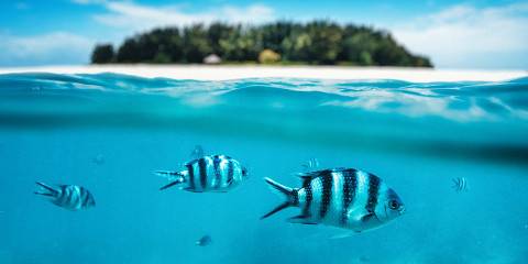 Fly in Zanzibar and Wildlife Safari