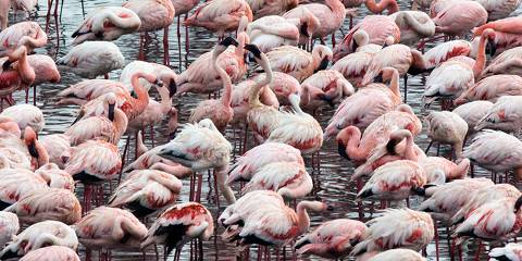 Tarangire, Manyara, Serengeti &Ngorongoro Safari