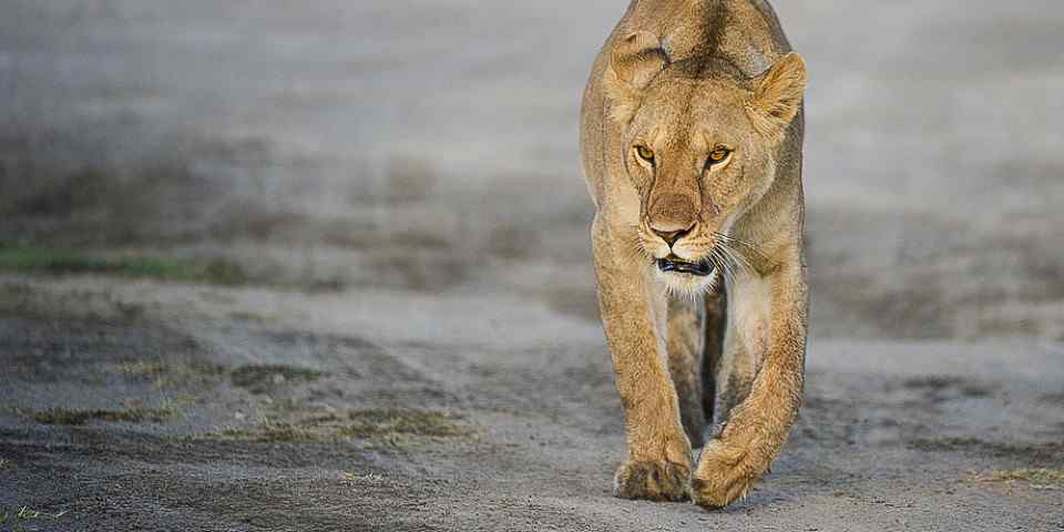 3-Day Private Safari Serengeti & Ngorongoro Camping Tour