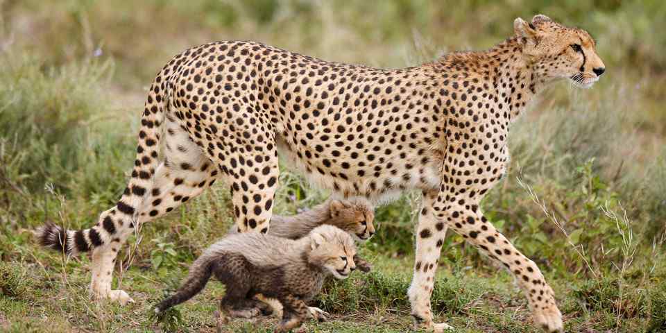 2-Day Ngorongoro Crater and Tarangire Best Luxury Tour