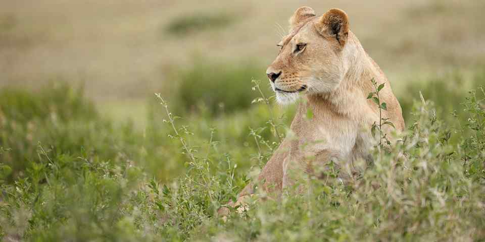 5-Day Best Tanzania Safari