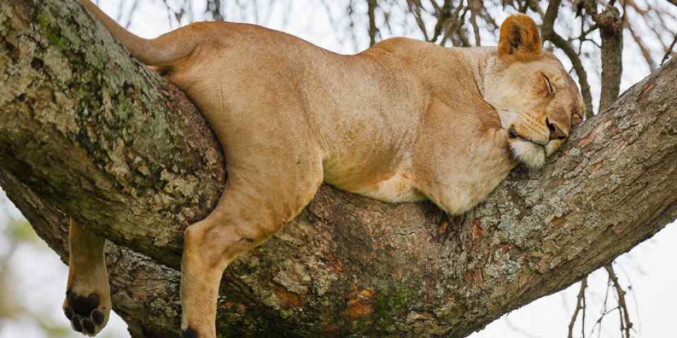 15-Day Special Northern Tanzania Safari &Zanzibar Holiday