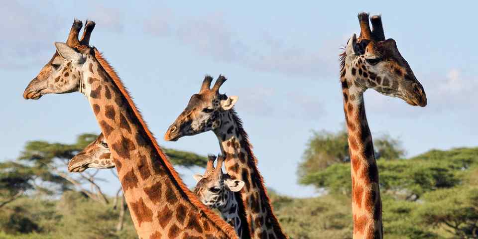 7-Day Best of Serengeti, Tarangire, & Ngorongoro