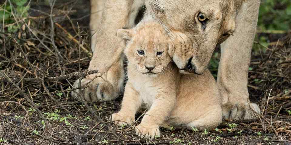 3-Day From Zanz'B to Serengeti with Four Seasons Lodge