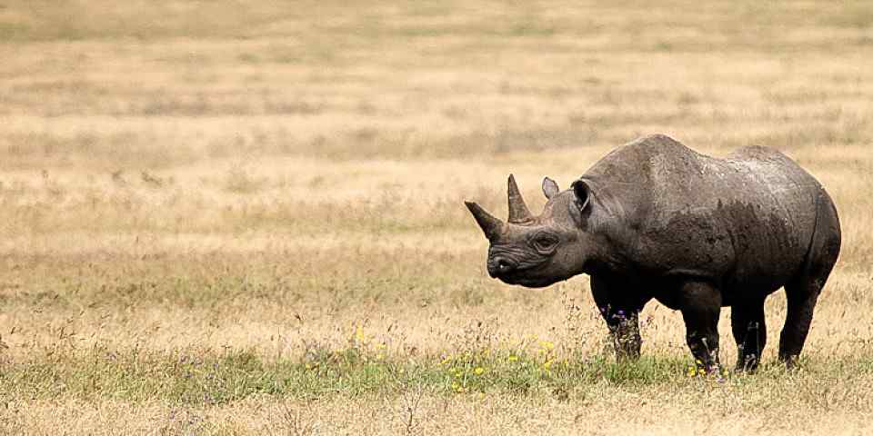 10-Day Unforgettable Safari in Tanzania