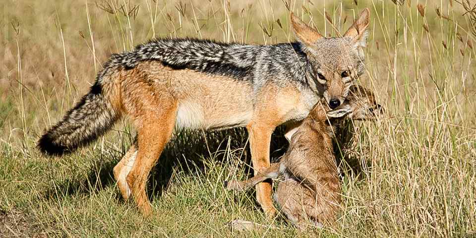 6-Day Tanzania Budget Camping Safari-Northern