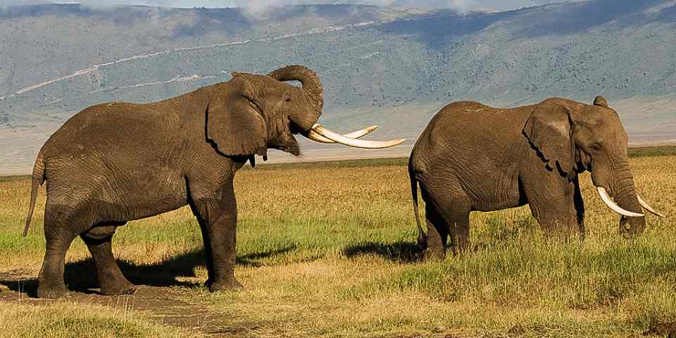 5-Day Camping Safari to Best Northenr Tanzania Parks