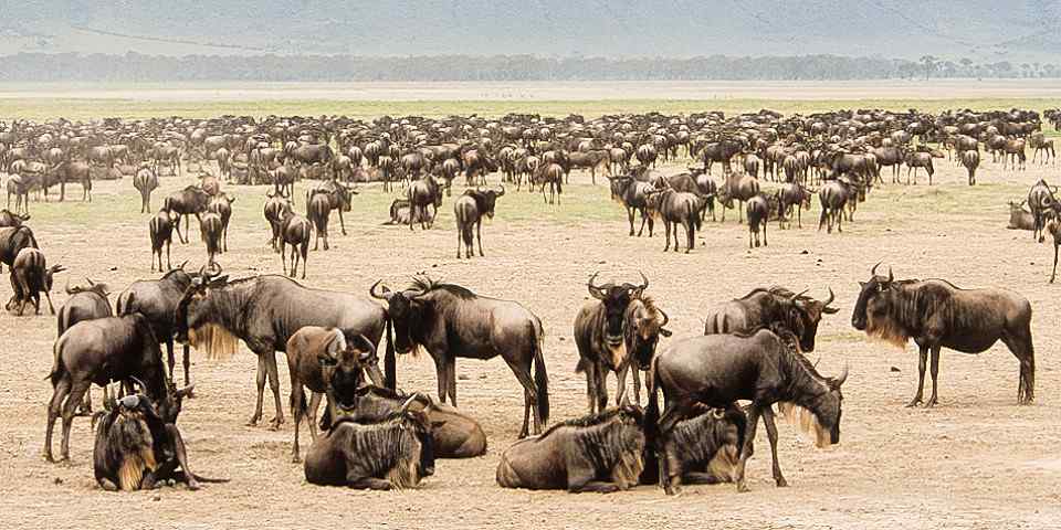 6-Day Safari to Tarangire Manyara Serengeti &Ngorongoro