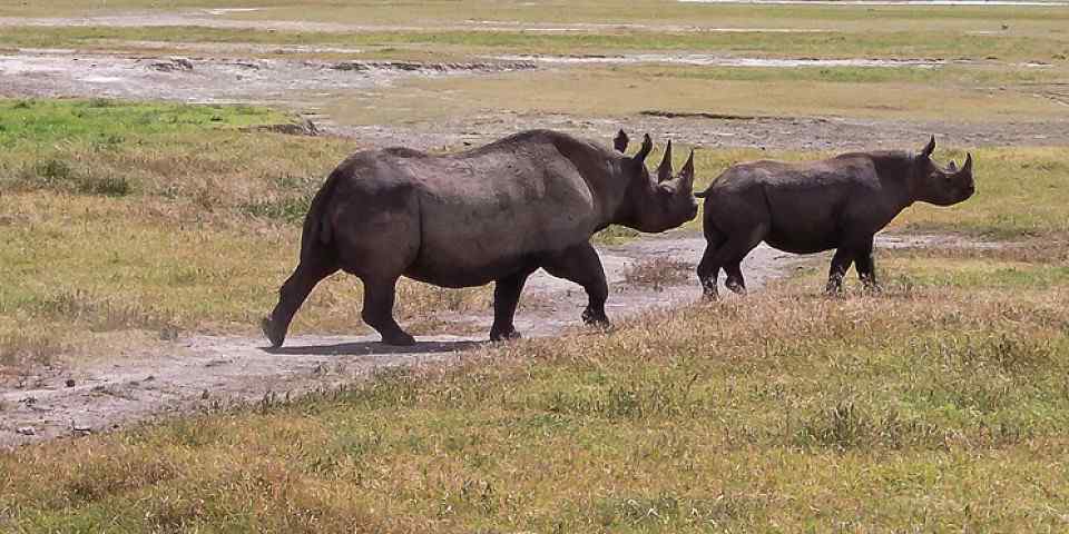 5-Day Serengeti & Ngorongoro Joining Safari (Budget)