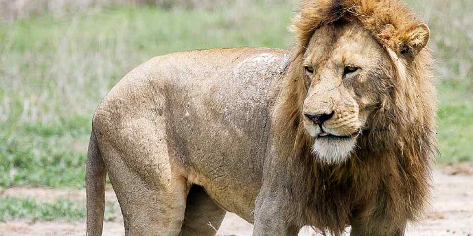 4-Day Amazing Lake Manyara, Serengeti &Ngorongoro Crater