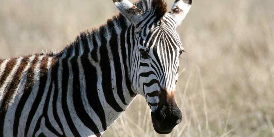 4-Day Touch of Wilderness - Luxury