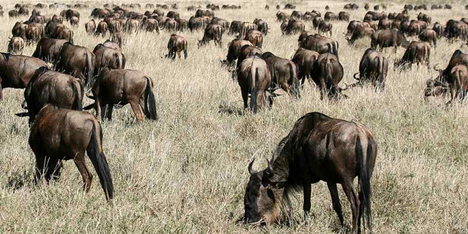 4-Day Tarangire, Serengeti and Ngorongoro
