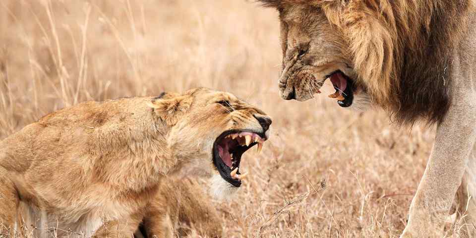 5-Day Budget Safari to Tarangire, Serengeti & Ngorongoro