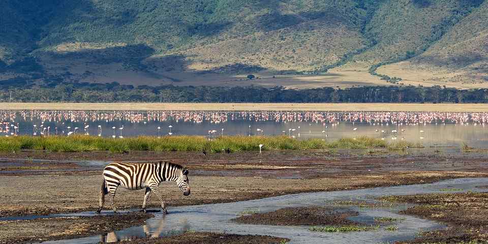 7-Day Northern Tanzania Comfort Safari Adventure