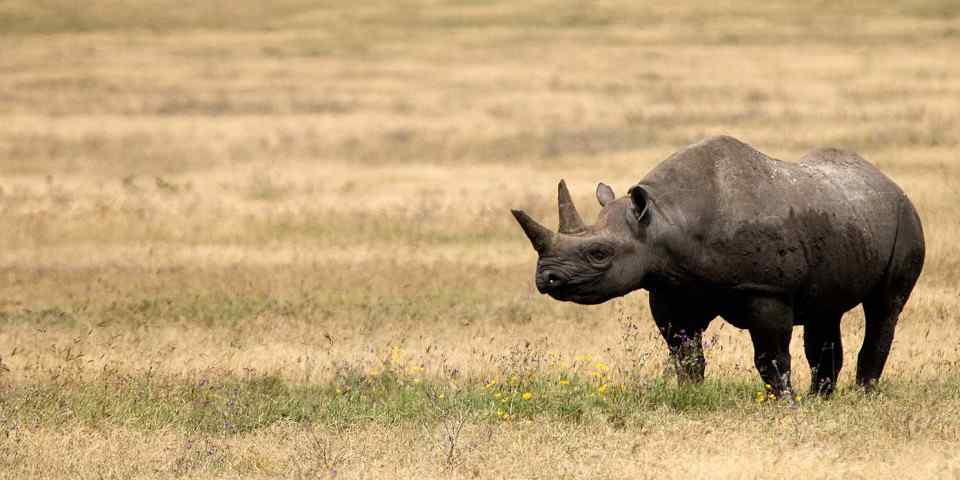 3-Day From Dar Es Salaam Tarangire, Ngorongoro & Manyara