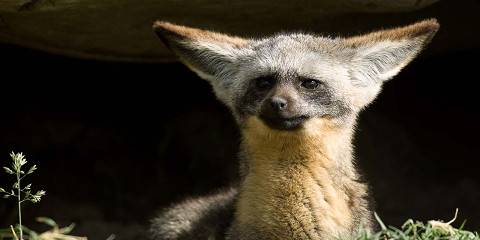 3-Day Comfortable Safari for Children