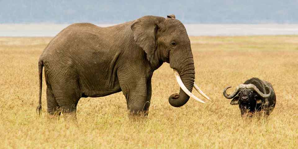 3-Day Fly-in Wildebeest Calving Migration