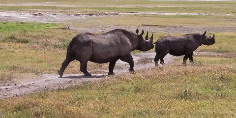 3-Day Savannah Explorer -Big Five Africa Comfort Safari