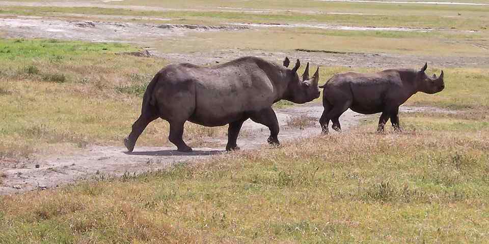 4-Day Budget Camping Tarangire Serengeti NP & Ngorongoro