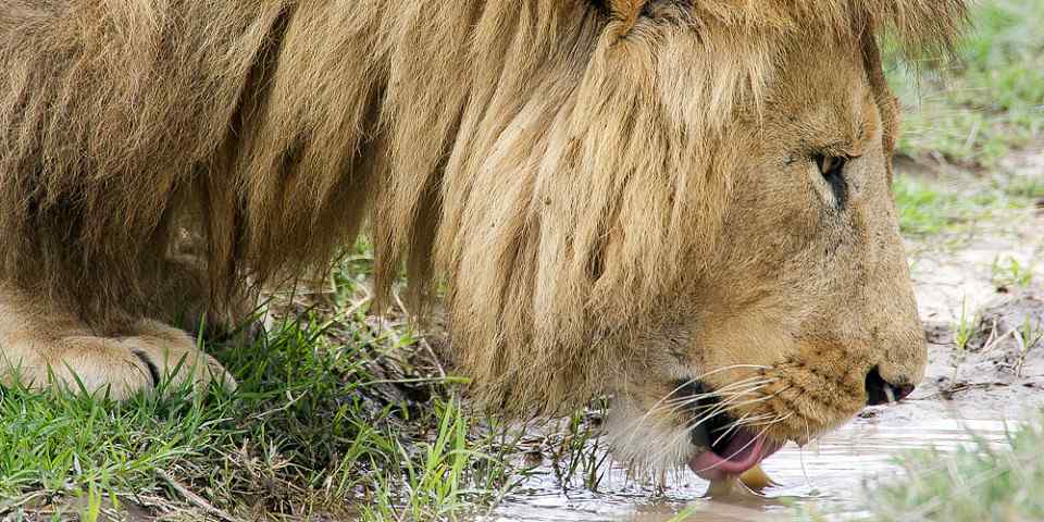 3-Day Safari from Zanzibar to Tarangire/Crater/Manyara