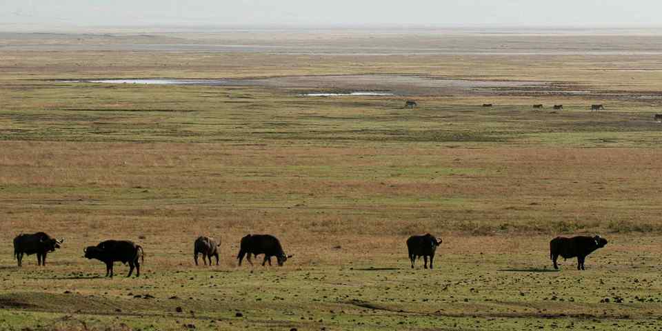3-Day Fly-in Lovely to Serengeti, Ngorongoro & Materuni