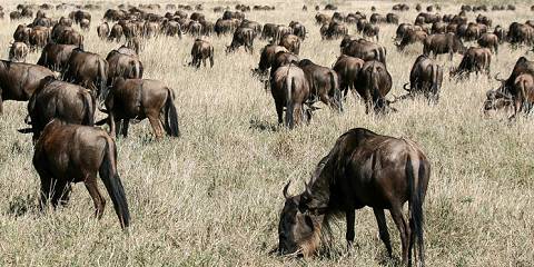 6-Day Season for the Calving of Wildebeest in Ndutu Area