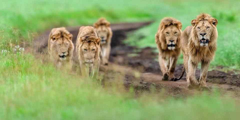 3-Day Private Safari - Tarangire & Ngorongoro Experience
