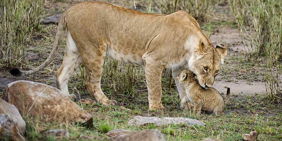 9-Day Green Season Safari to Tanzania