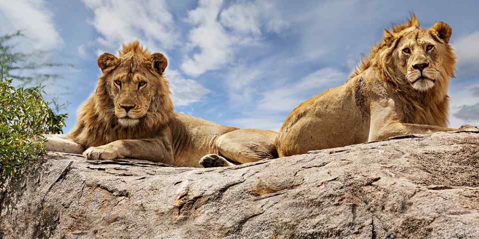 3-Day Amazing Safari Experience