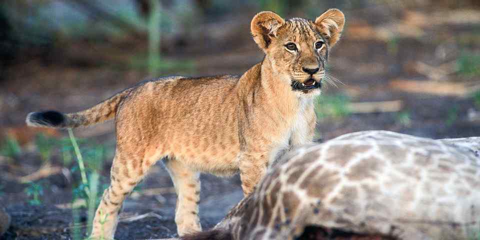 3-Day Fly in Easy & Sweet Safari for Kids