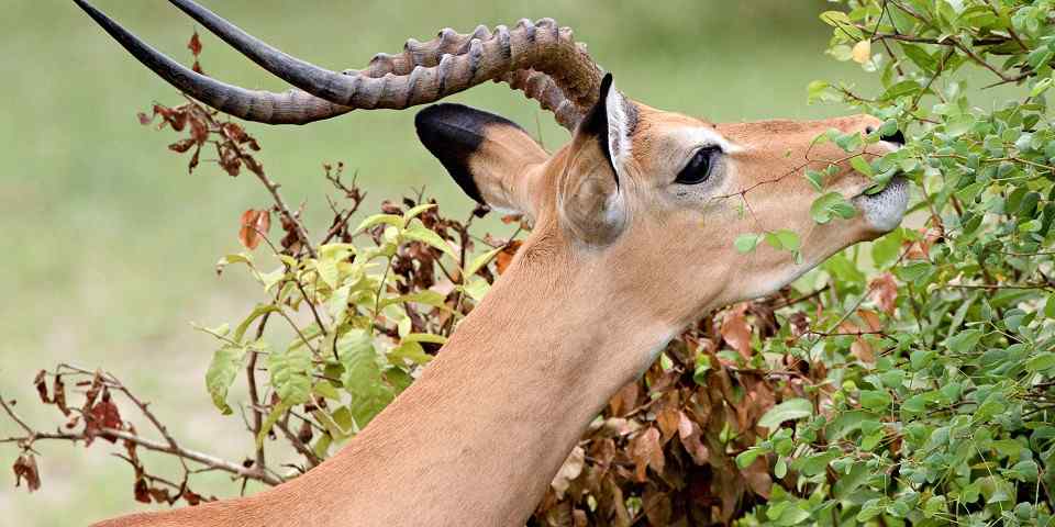4-Day Calvin Season Wildebeest Migration in Ndutu